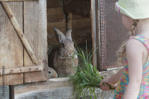 Fényképezés Little girl standing in front of farm hutch with domestic rabbits outdoors