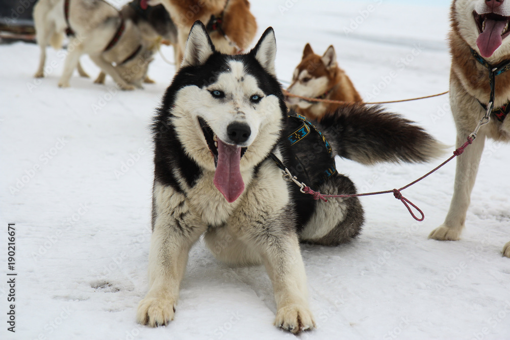 Husky on the ice of Lake Baikal.Siberia. Husky on the ice of Lake Baikal.Siberia.