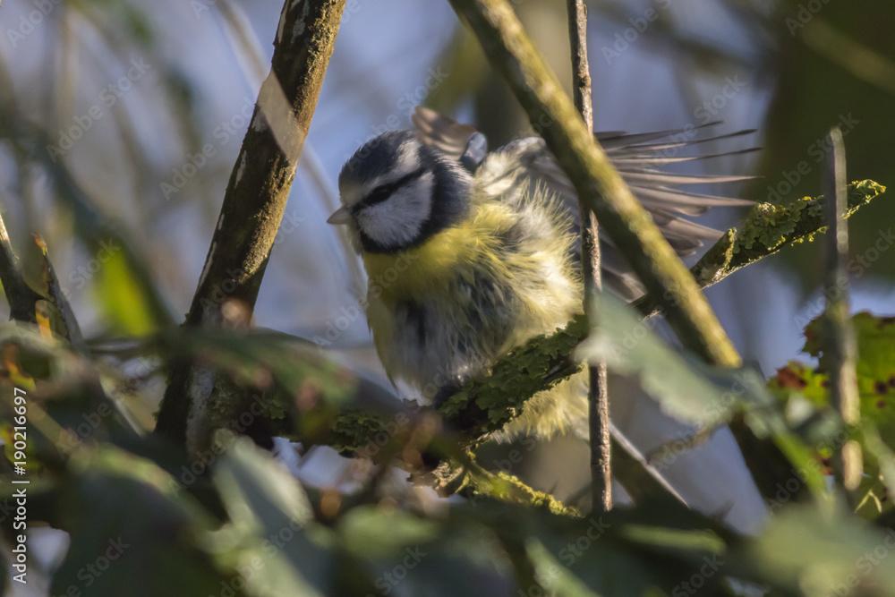 Fototapeta premium Blaumeise (Parus caeruleus)