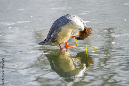 Autumn sand duck