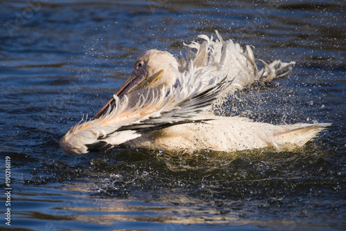 Pelican