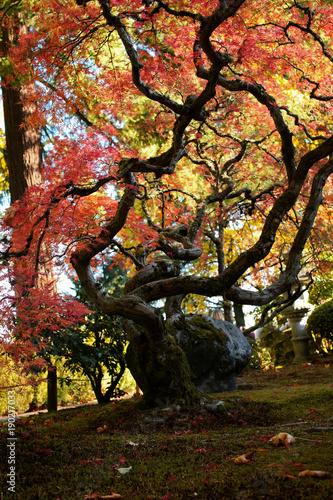 Outstanding Autumn View of Colorful Trees and Leaves in Beautiful Japanese Garden in Portland Oregon USA