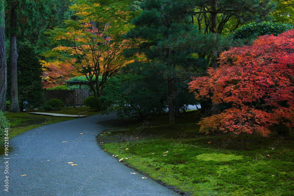 Outstanding Autumn View of Colorful Trees and Leaves in Beautiful Japanese Garden in Portland Oregon USA