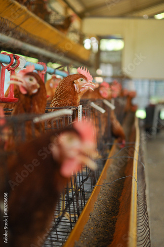 Chickens in the cage © Kritmongkholrat