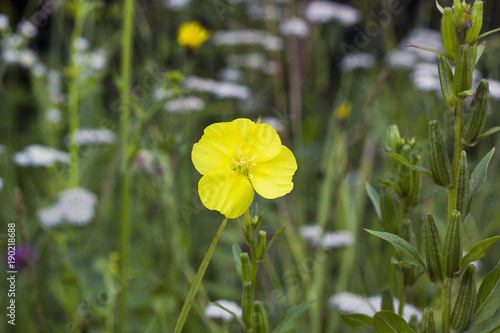 Yellow flower Oenothera or Evening primrose in field photo