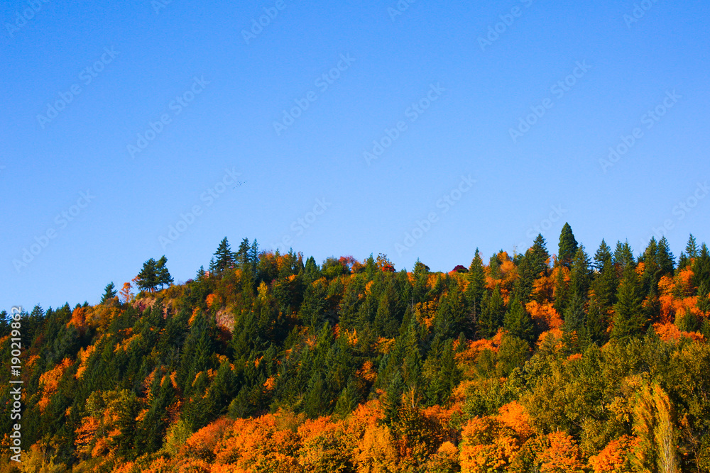 Colorful Rees at Autumn view From Columbia River near Portland Oregon USA, Amazing Autumn Colors, Blue Sky at Sunny Day Colorful Rees at Autumn view From Columbia River near Portland Oregon USA, Amazing Autumn Colors, Blue Sky at Sunny Day