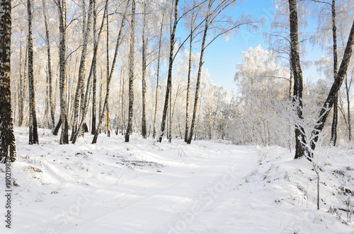 Winter road in the grove © Aliaksandr Dobysh