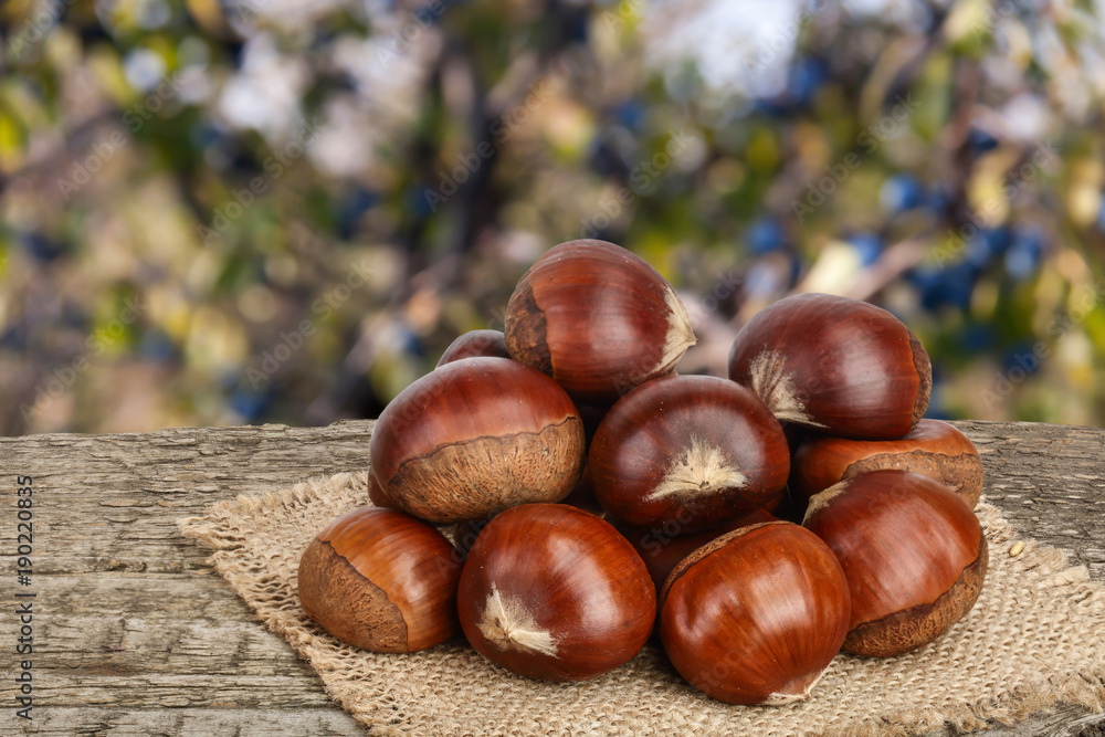 chestnut on the old wooden table with blurred garden background chestnut on the old wooden table with blurred garden background
