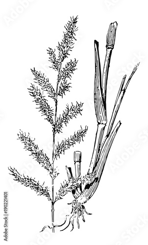 Süßgräser - Poaceae - barnyard grass