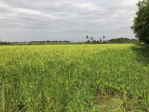 Organic Hom Nakorn Chaisri Rice field in Thailand. photo