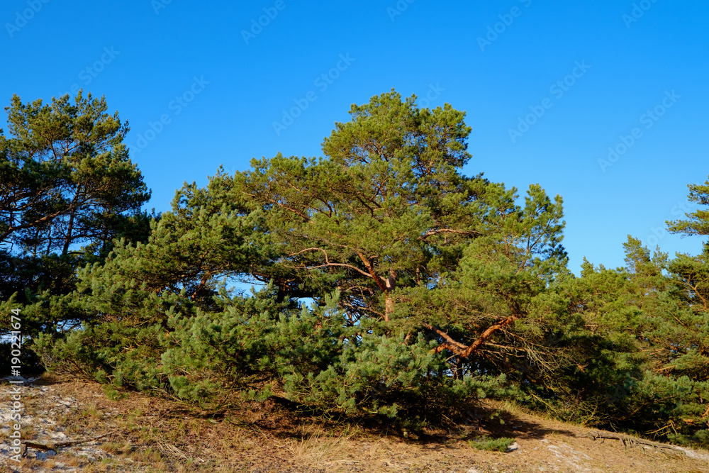 Baum auf der Düne an der Ostsee