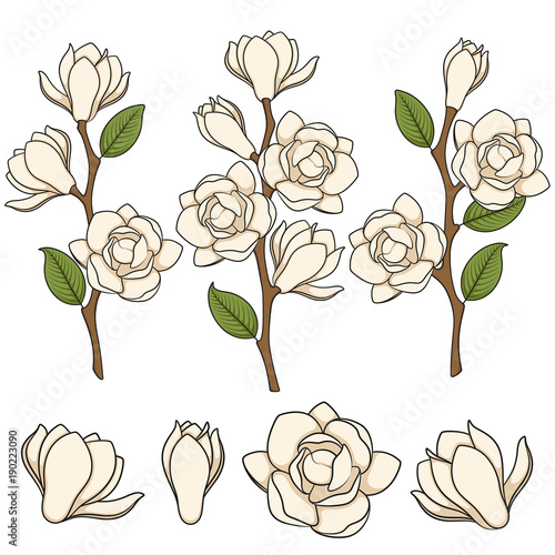 Set of colored illustration of flowering white magnolia branches. Isolated vector objects on white background.