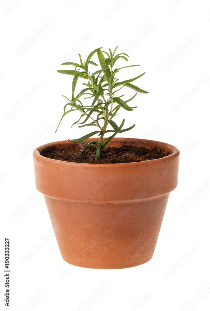 Fototapeta premium Small rosemary plant in clay pot isolated on white