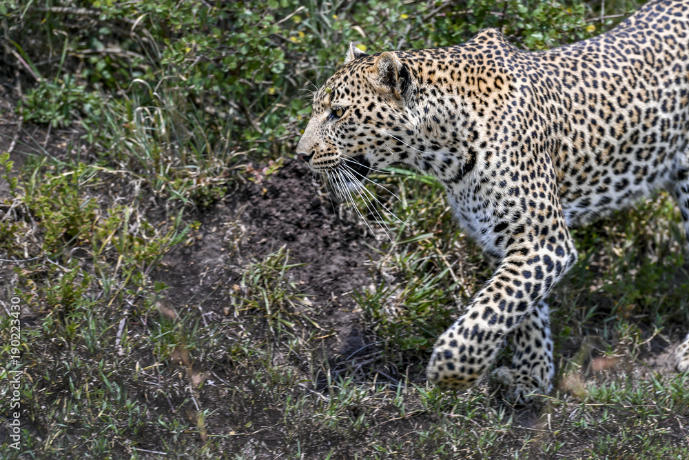 Leopard Leopard