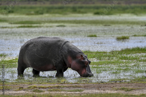 Hippo