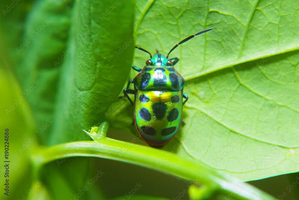 Rainbow Shield Bug ( Calidea dregii ) On Green Leaf , Close Up , Selective Focus Rainbow Shield Bug ( Calidea dregii ) On Green Leaf , Close Up , Selective Focus