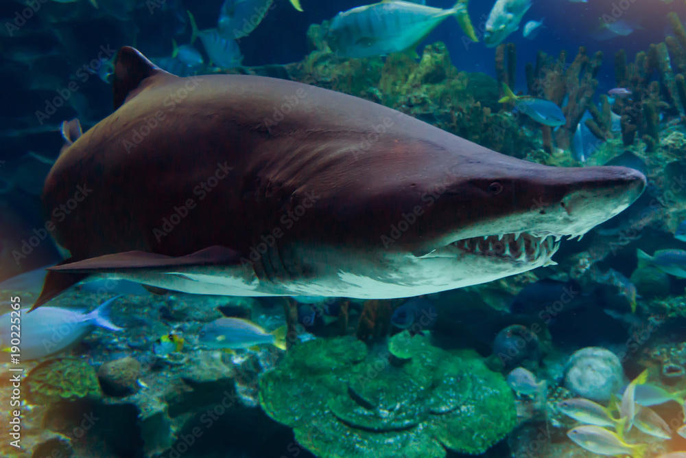 Shark in sea aquarium background