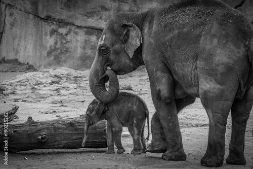 Mummy elephant protecting her little baby elephant