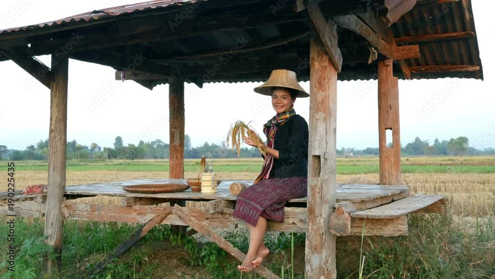 4k video of farmer woman holding rice and sitting in cottage at rice field 4k video of farmer woman holding rice and sitting in cottage at rice field