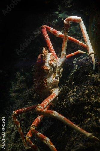 Giant Crab climbing a rock with simple dark background