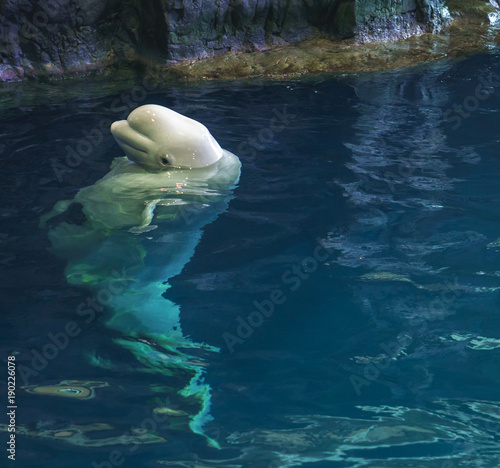 Obraz na plátně Beluga whale taking a peak at dinner