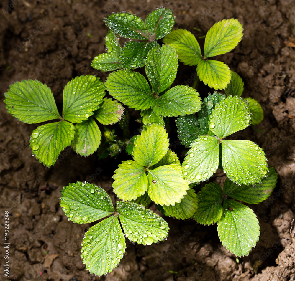 Green strawberry leaves with dew drops in the garden Green strawberry leaves with dew drops in the garden