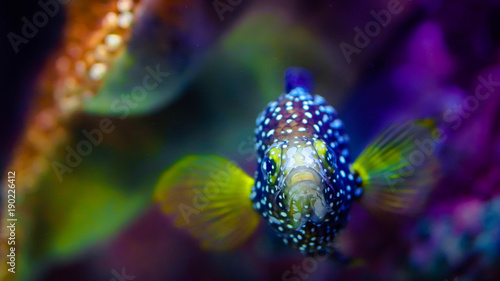Rare tropical fish with vivid soft focus background