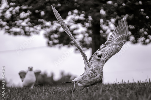 Seagull sequential takeoff in monochrome with tree bokeh