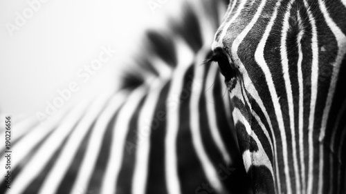 Obraz na płótnie Close-up encounter with zebra on white background