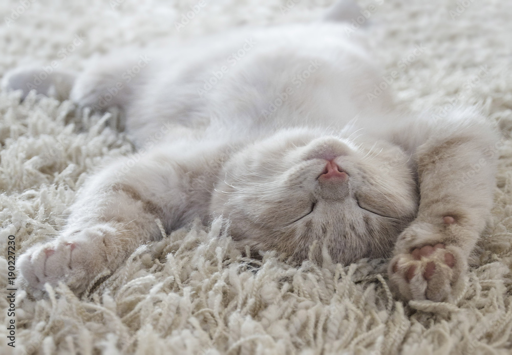 Fototapeta premium Śliczny kot leżący na plecach jak na dywanie