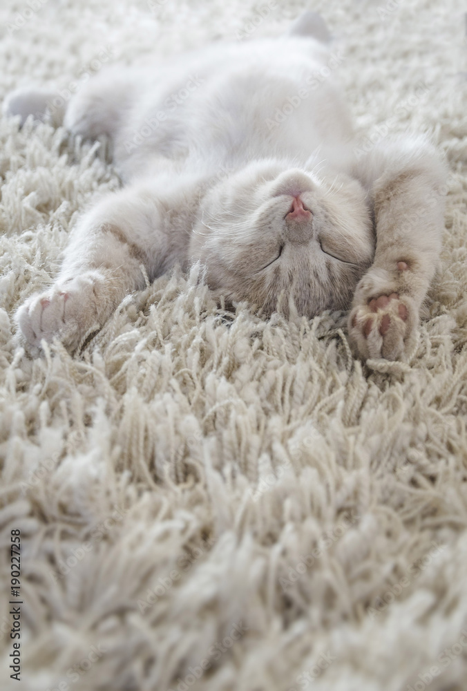 Fototapeta premium Śliczny kot leżący na plecach jak na dywanie