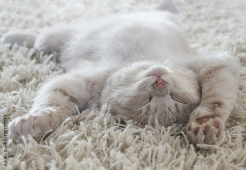 Cute cat lying on the back like on a carpet