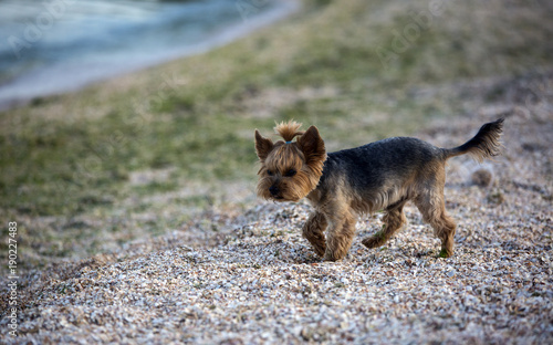  Yorkshire Terrier on the beach