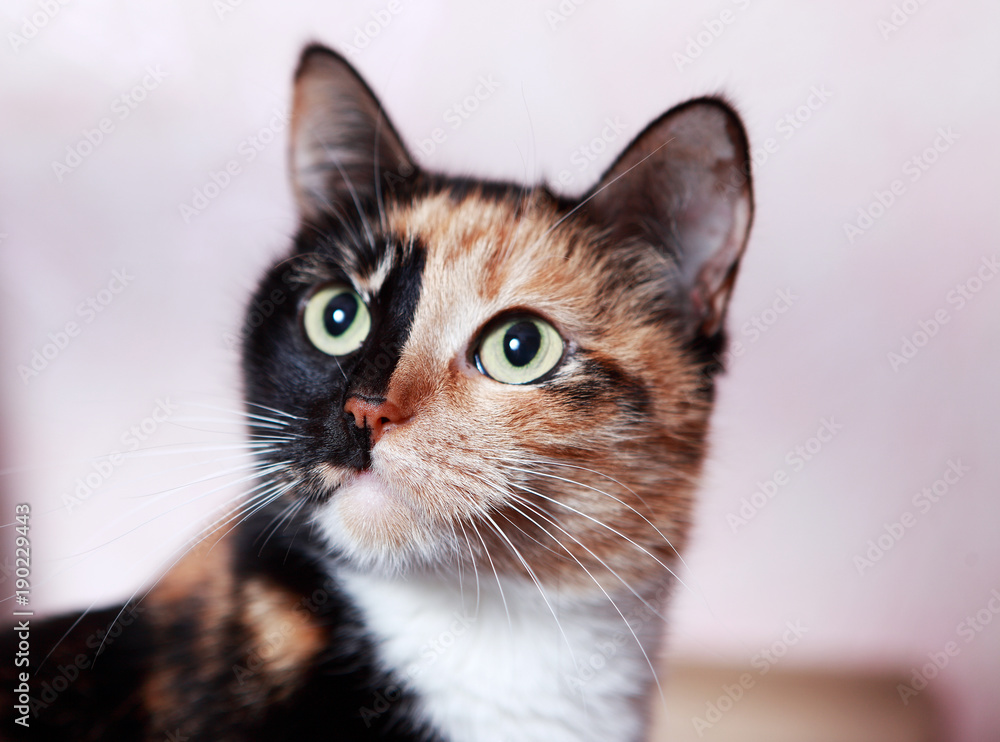 Портрет трехцветной кошки 