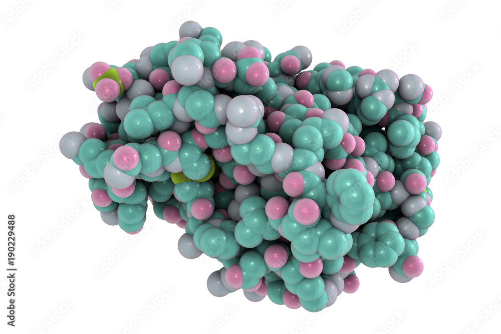 Molecular model of snake venom metalloproteinase from the snake Crotalus adamanteus, 3D illustration Molecular model of snake venom metalloproteinase from the snake Crotalus adamanteus, 3D illustration