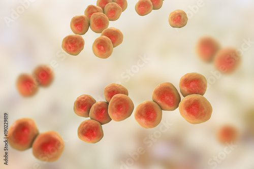 Veillonella bacteria, gram-negative anaerobic cocci, part of intestine and oral microflora and the causative agents of different inflammations, 3D illustration photo