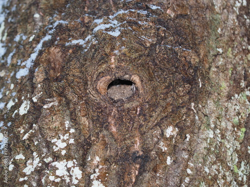 hollow in old aspen © enskanto