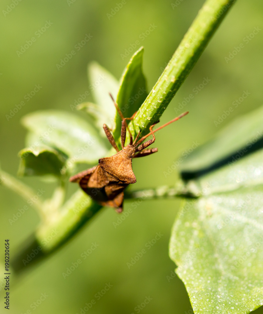 A bug on a green plant A bug on a green plant