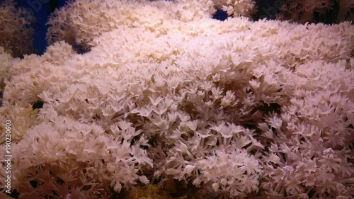 Pulsatory colony of White pulse soft coral Heteroxenia fuscescens photo