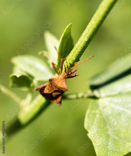 A bug on a green plant