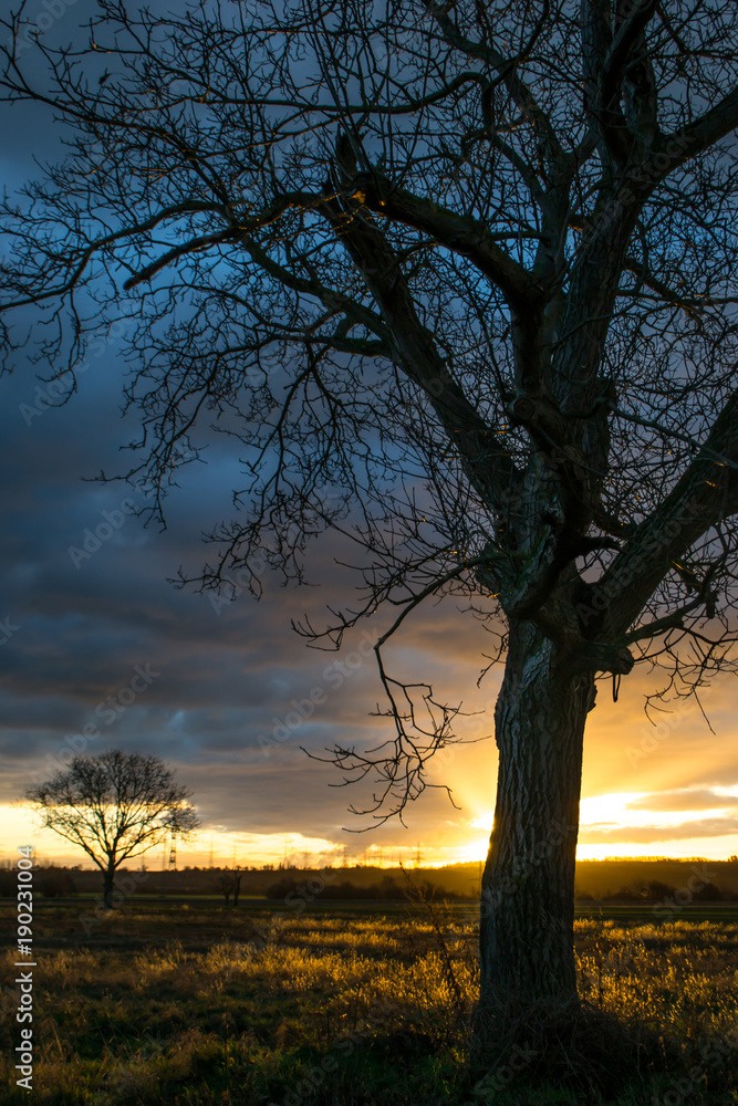  sunrise tree