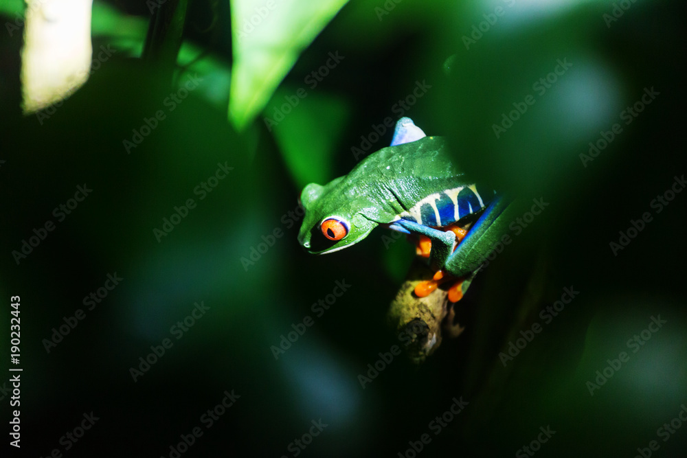 Fototapeta premium Frog in Costa Rica