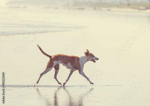 Dog on the beach