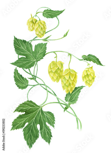 Watercolor hop branches