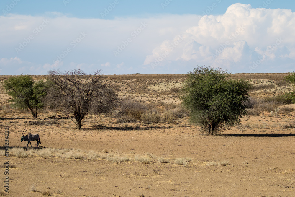 Gemsbok, aka Oryx