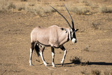 Gemsbok, aka Oryx