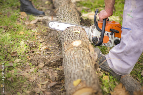 Wood cutting with chainsaw in nature
