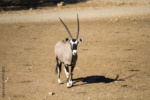 Gemsbok, aka Oryx