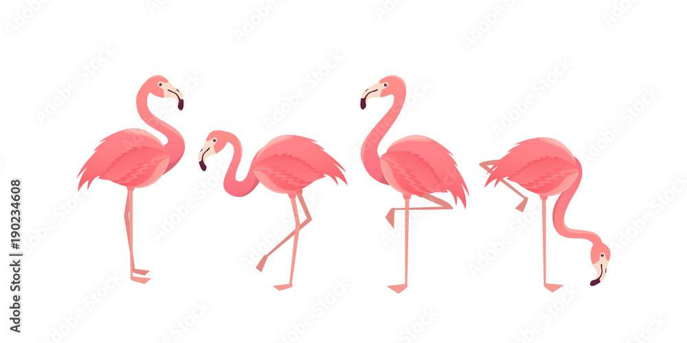 Fototapeta premium Flamingowy ptasi ilustracyjny projekt na tle