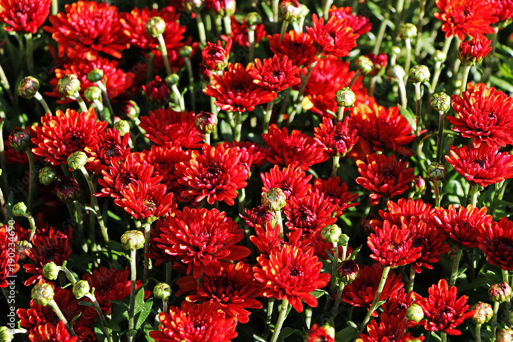 Bright flowering chrysanthemums in a spring garden in sunny weather. Bright flowering chrysanthemums in a spring garden in sunny weather.